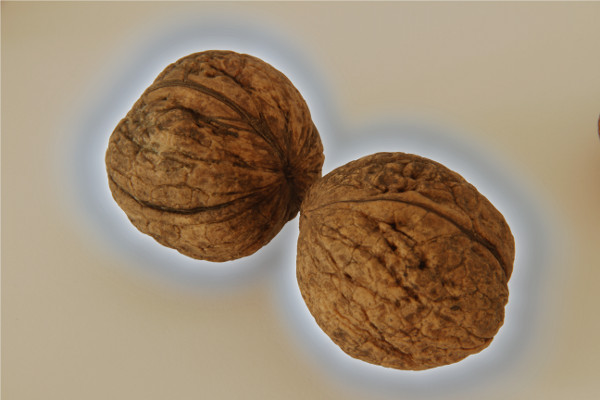 Image of colored Aura around walnuts